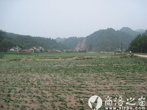農作物受災920公頃，其中：絕收210公頃，水毀河堤72公里、耕地210公頃，灌渠24公里，自來水管線180公里。圖為趙