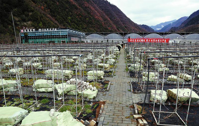 春風(fēng)沐浴金米村