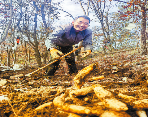 從深山“土疙瘩”到國(guó)字號(hào)“金疙瘩”