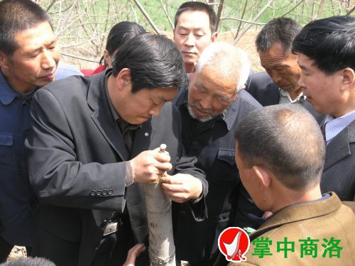 農(nóng)業(yè)專(zhuān)家陳新樂(lè)(左二)在丹鳳縣棣花鎮(zhèn)兩嶺村指導(dǎo)核桃高接換優(yōu)嫁接技術(shù)