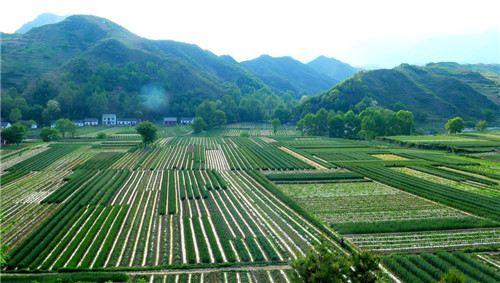 特色產業——保安鎮洋芋基地