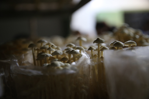 商州區(qū)田野現代農業(yè)園區(qū)簡介