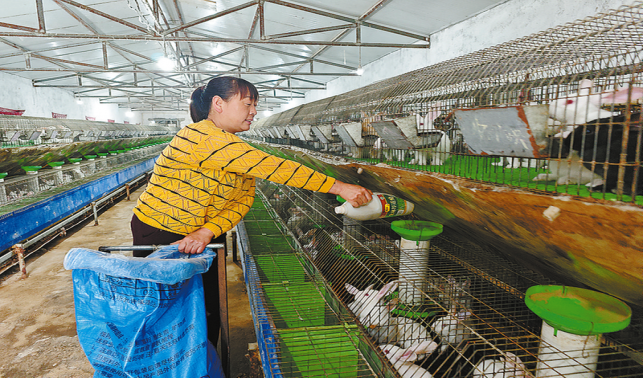 養殖肉兔奔富路