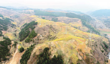 連翹花開富山鄉