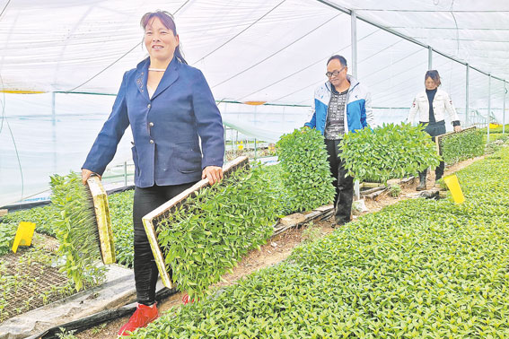 發展辣椒產業 促進群眾增收