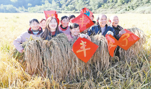 洛南縣水稻種植示范園喜獲豐收