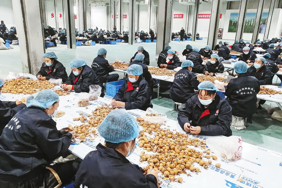 發展主導產業 增加群眾收入