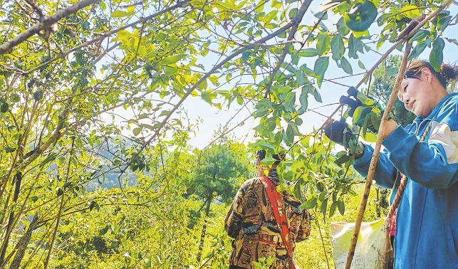 寬坪村小連翹 大產業