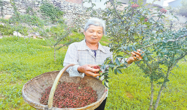后灣村唱響產業振興“椒”響曲