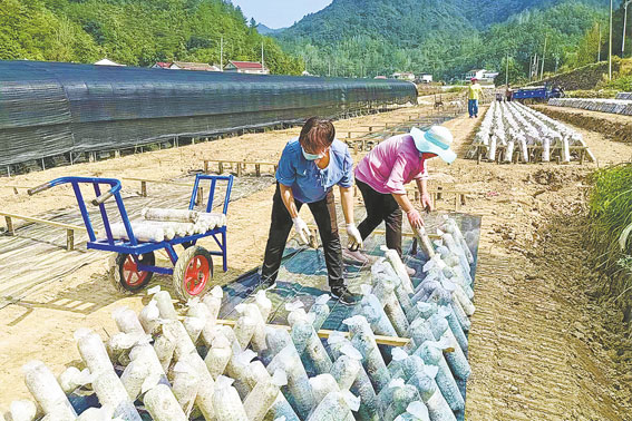 十里坪鎮黑木耳種植帶民增收