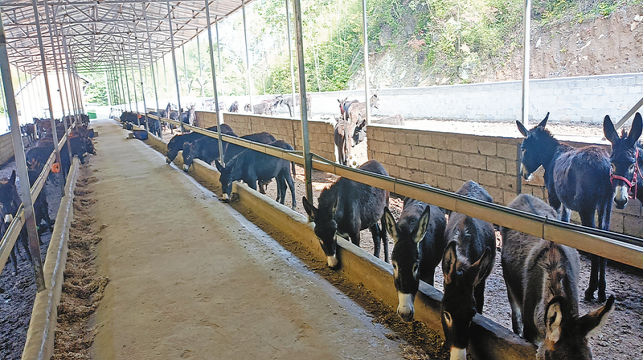 發(fā)展肉驢產業(yè) 蹚出增收新路