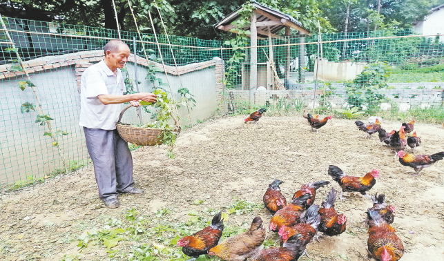 生態養雞增效益