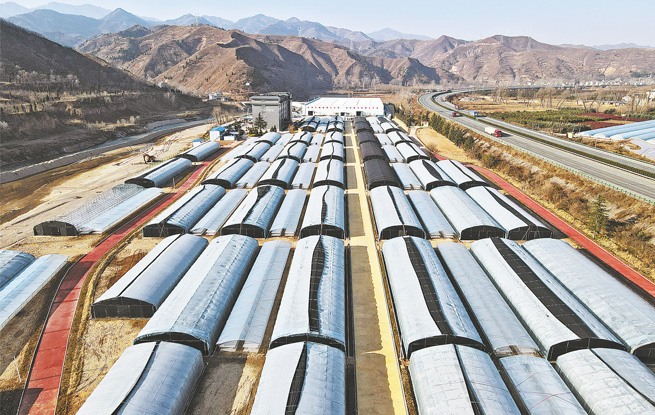 做強特色產業 助力鄉村振興