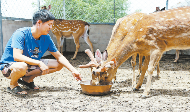 特色養殖 致富有鹿