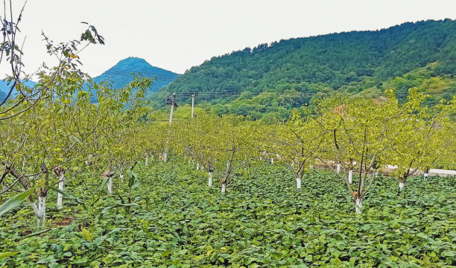 果園連片生態美