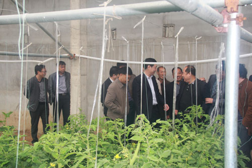 領(lǐng)導組在杏坪鎮(zhèn)新型農(nóng)業(yè)蔬菜種植基地觀摩