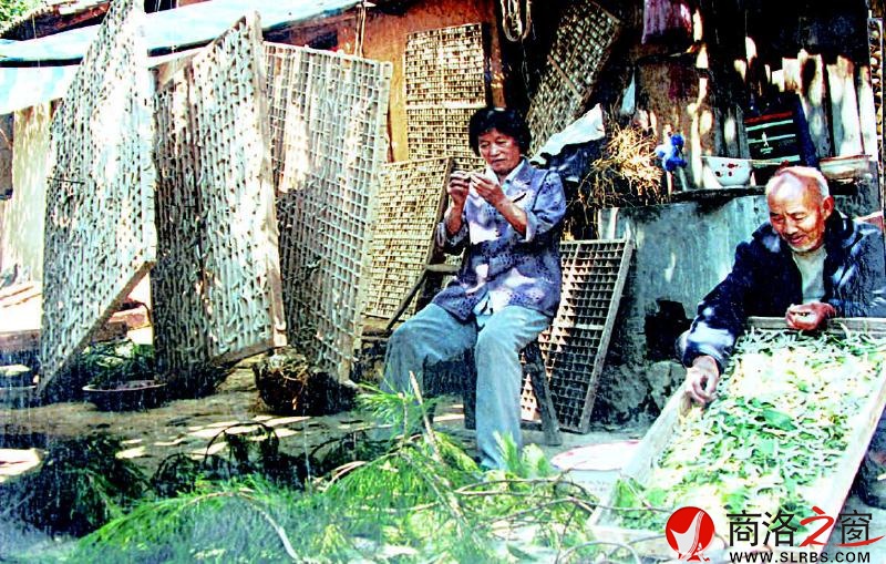 農家小院養蠶忙