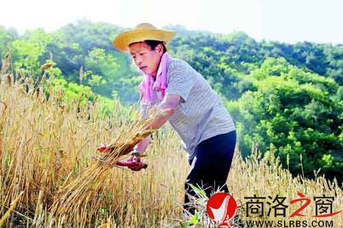 下午兩點(diǎn)多，一天中最熱的時候，趙順堂頂著太陽在地里割麥子。