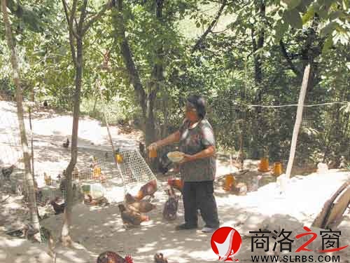 在新一輪扶貧開發(fā)中，我市不少農(nóng)戶都將林下養(yǎng)殖作為發(fā)展項目。